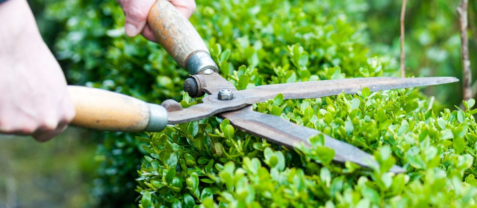 Growing Hedges Growing Hedges