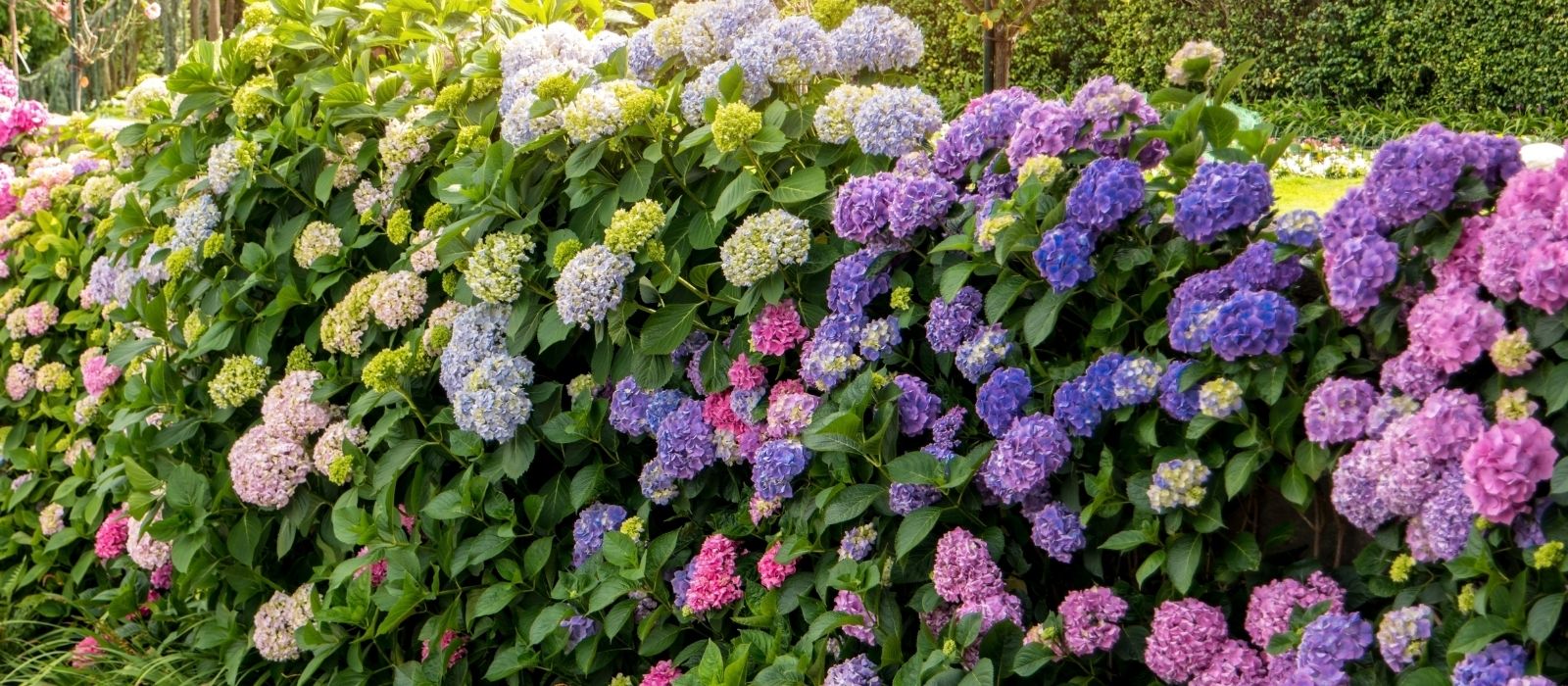 Growing Hydrangeas Growing Hydrangeas
