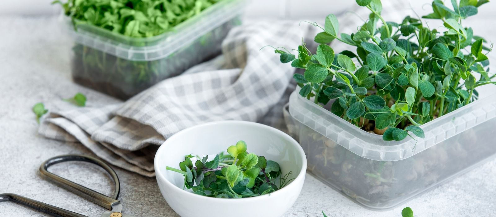 Growing Microgreens Growing Microgreens