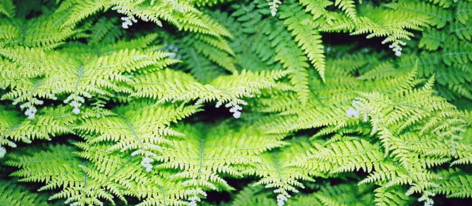 Growing Outdoor Ferns Growing Outdoor Ferns