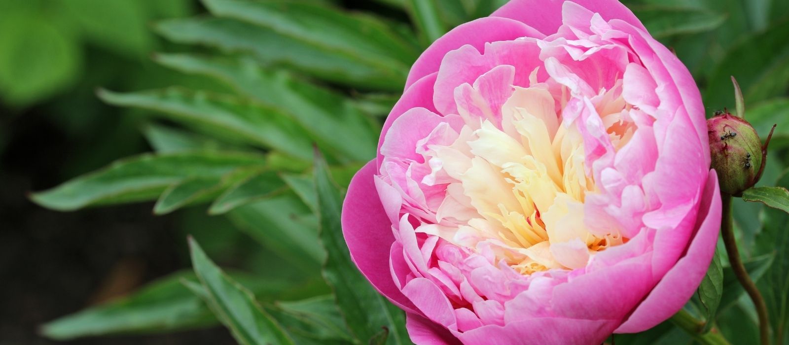 Paeonies: Timeless Elegance Paeonies: Timeless Elegance
