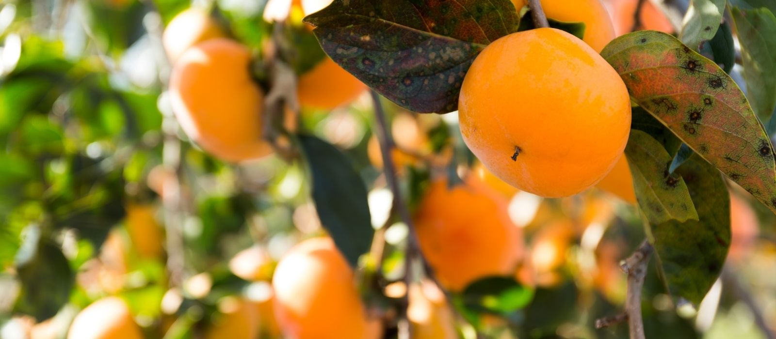 Persimmons: A Sweet and Unique Delight Persimmons: A Sweet and Unique Delight