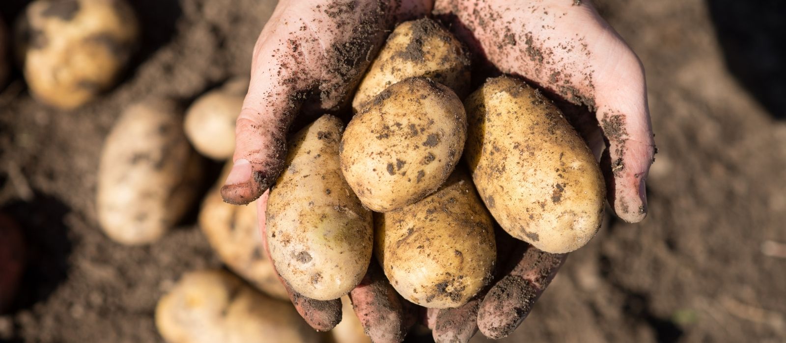 Potatoes: A Guide to a Bumper Harvest Potatoes: A Guide to a Bumper Harvest