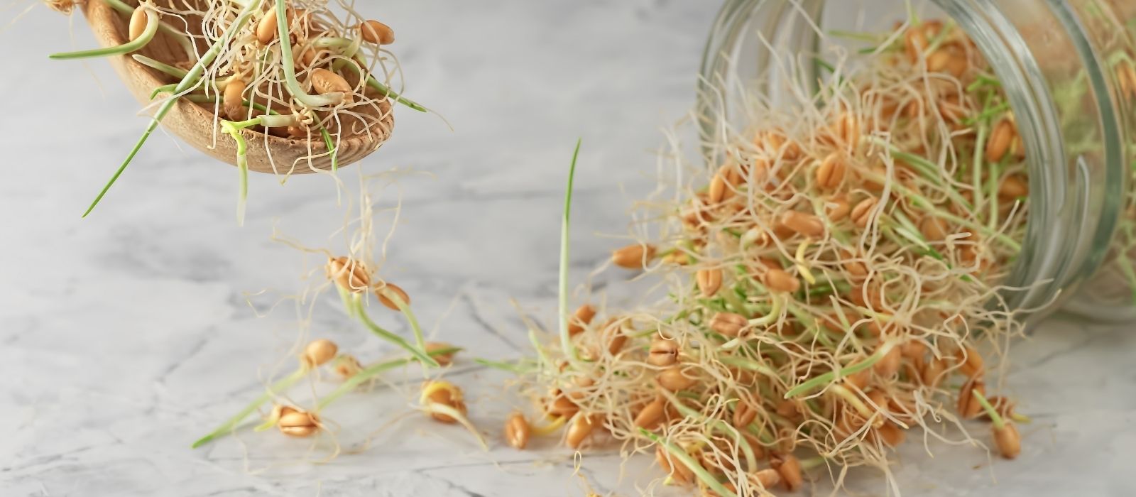Sprouts: Fresh and Nutritious Sprouts: Fresh and Nutritious