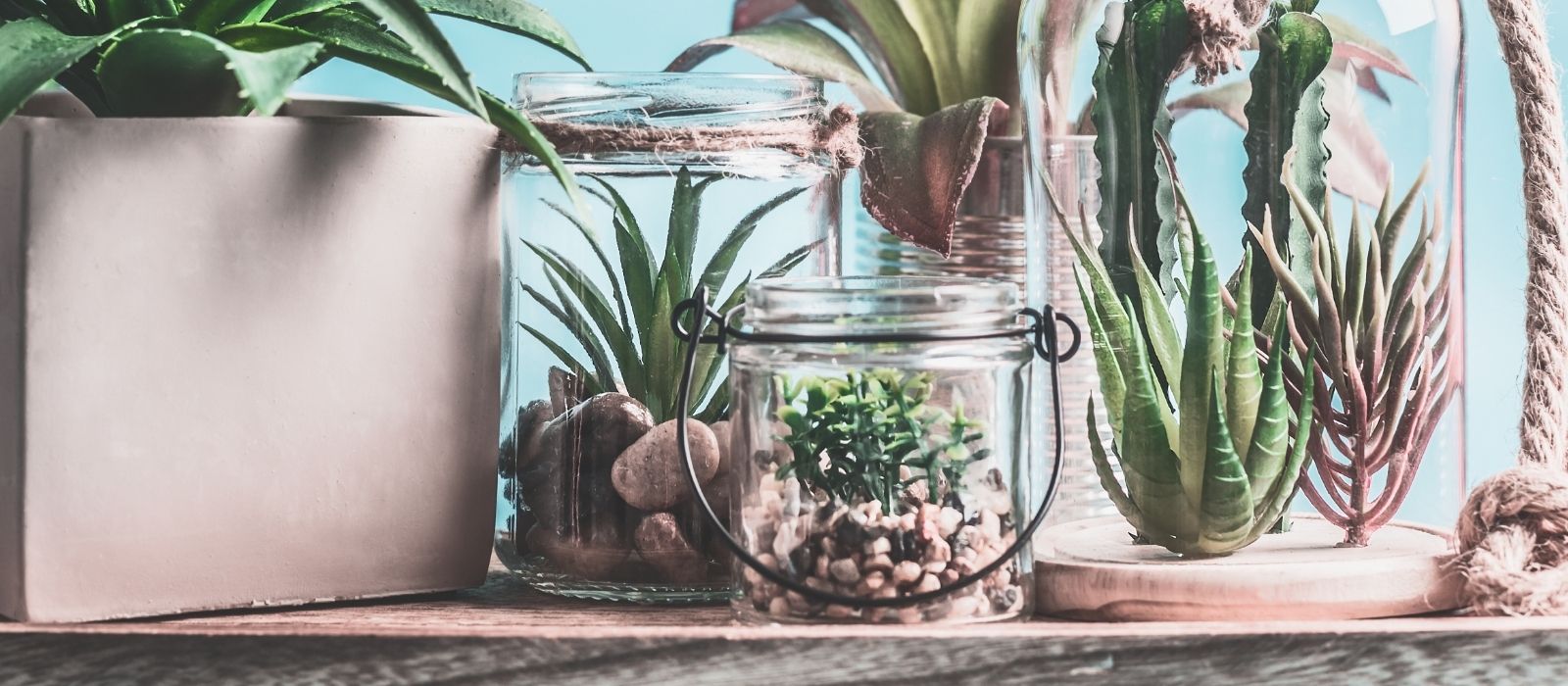 Succulents: A Low-Maintenance Choice Succulents: A Low-Maintenance Choice