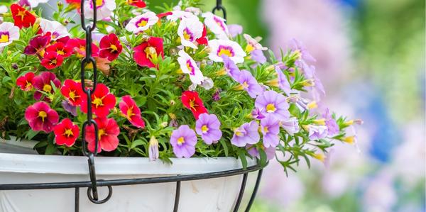 hanging baskets, vege baskets, flower baskets, bowls of colour