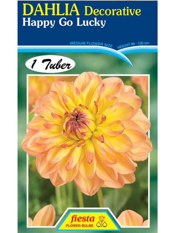 Dahlia Happy Go Lucky