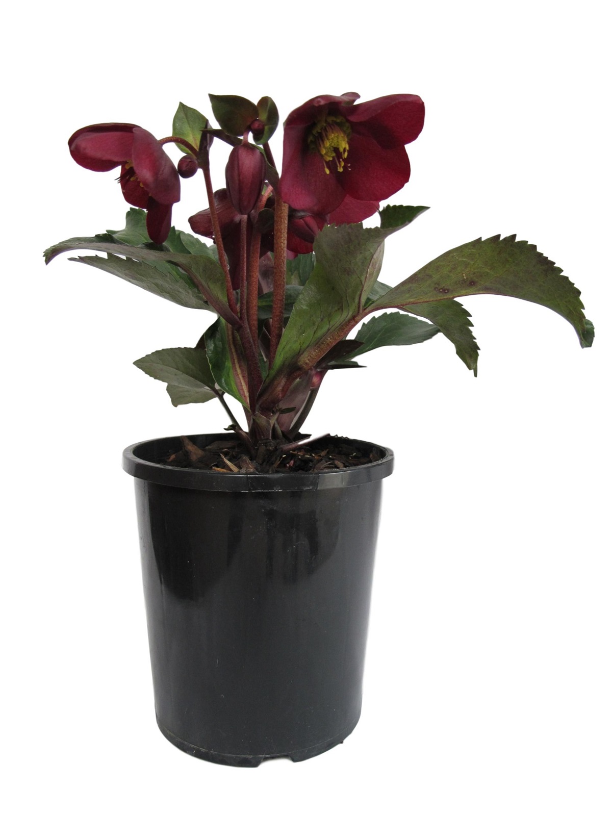 Oderings Garden Centre | Perennials - Helleborus Ice N Roses Red 2.5L