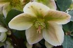 Helleborus care, Helleborus maintenance