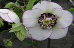 Helleborus care, Helleborus maintenance