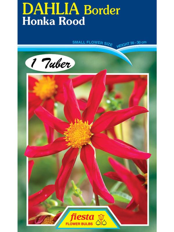 Dahlia Honka Rood