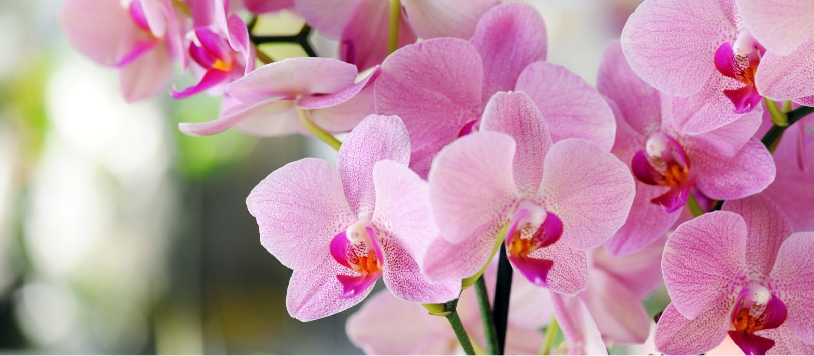 Caring for your Phalaenopsis Orchid Caring for your Phalaenopsis Orchid