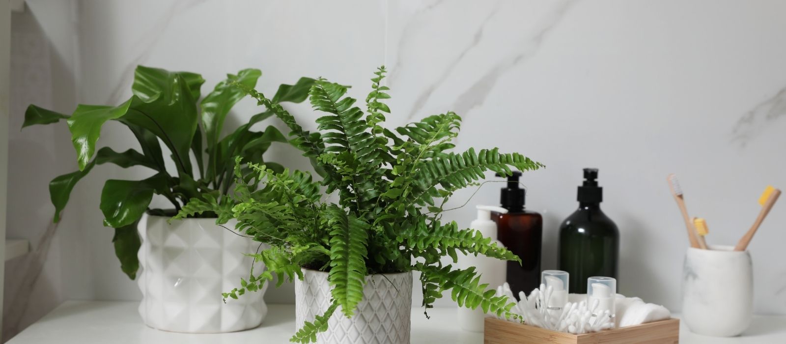 Top 6 Ferns for Your Indoor Collection Top 6 Ferns for Your Indoor Collection