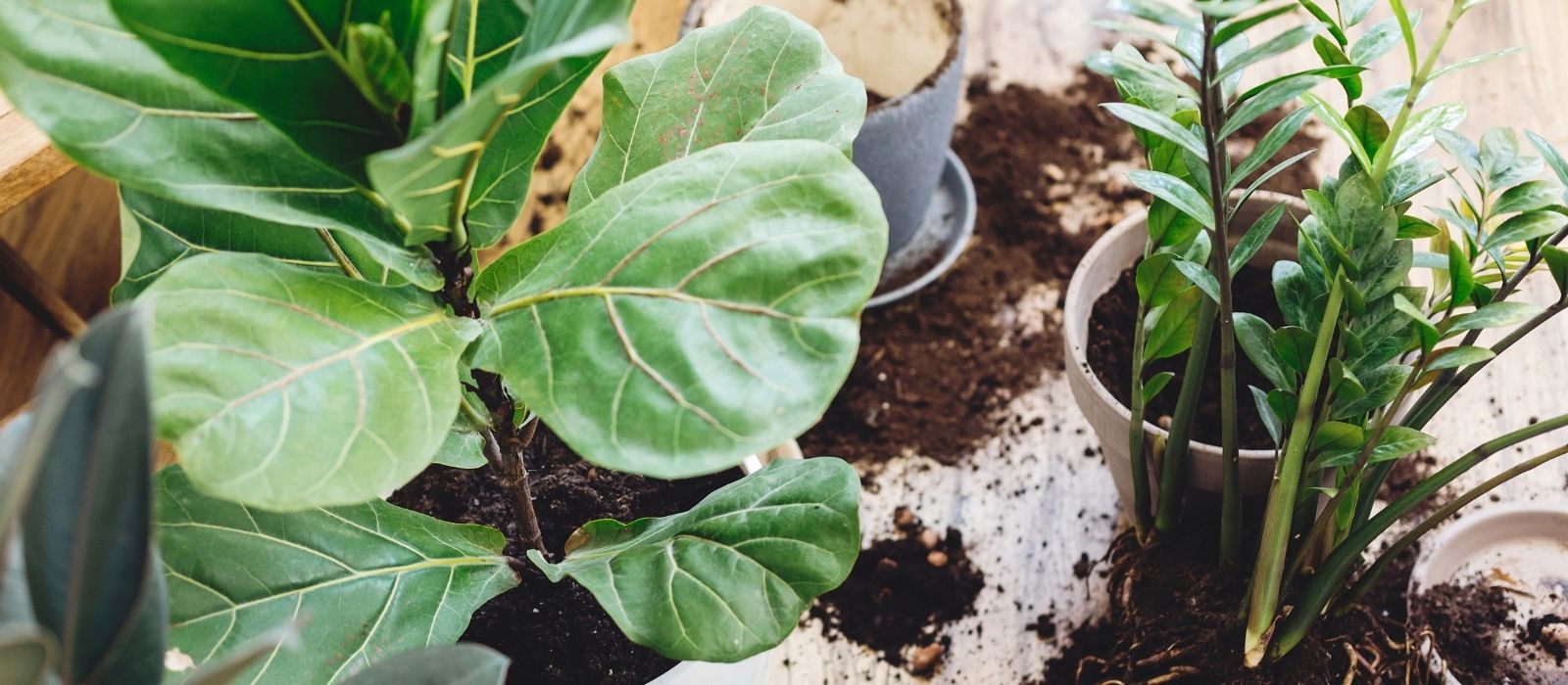 Houseplant - Fixing Root Rot Houseplant - Fixing Root Rot
