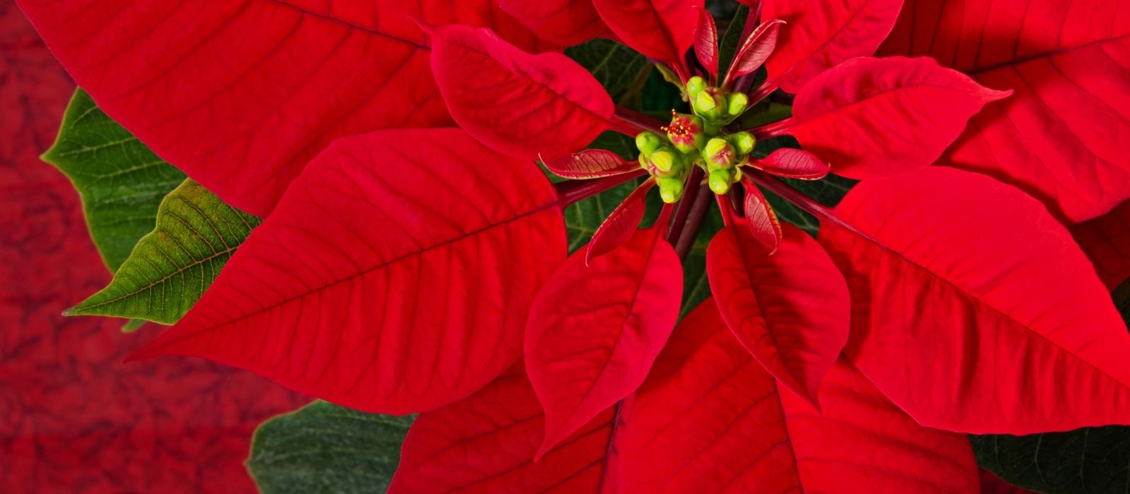 Poinsettia: The Festive Beauty of Christmas Poinsettia: The Festive Beauty of Christmas