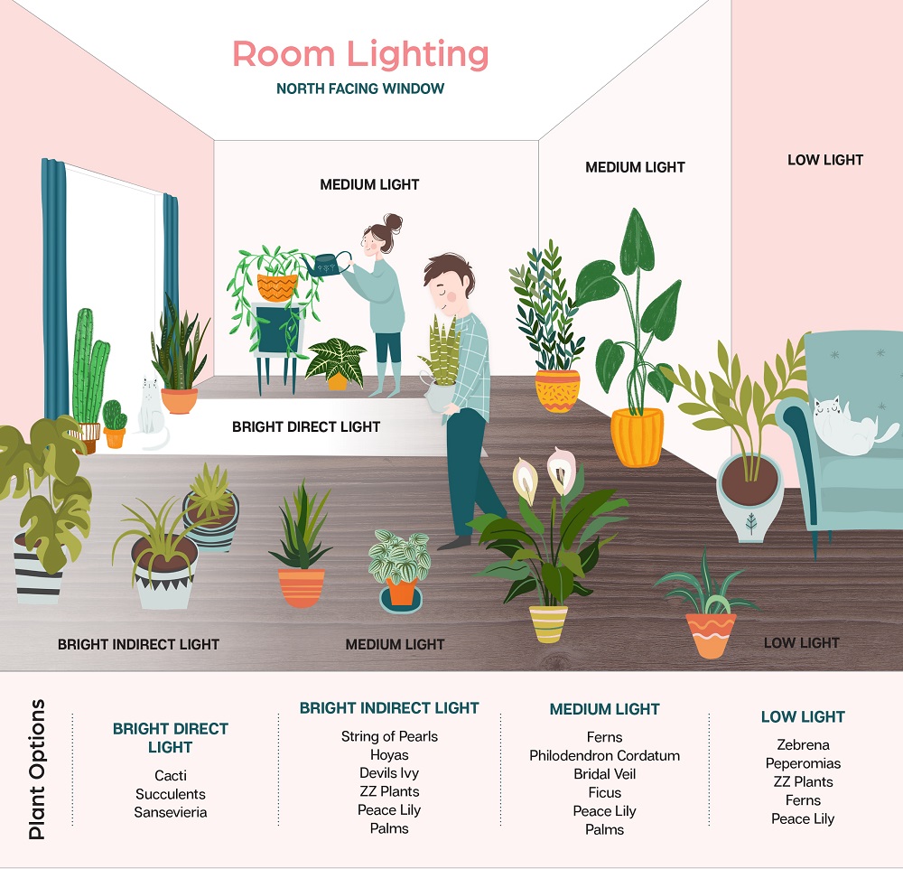 Oderings Garden Centres Gardening Guide Houseplant Soil Lighting Guide