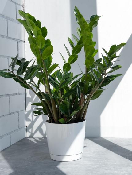 Oderings Garden Centres | Houseplant - ZZ Zanzibar