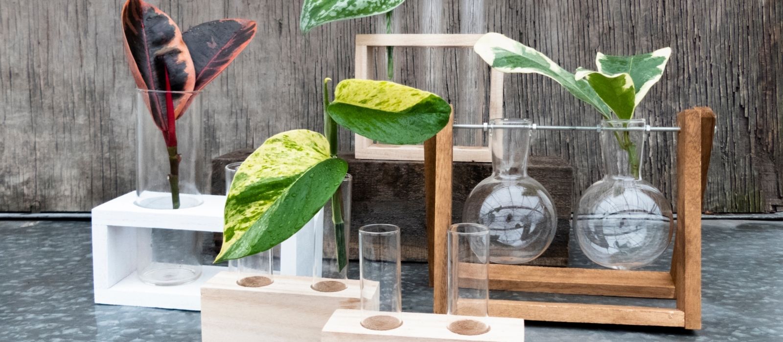 Houseplant - Water Propagation Houseplant - Water Propagation
