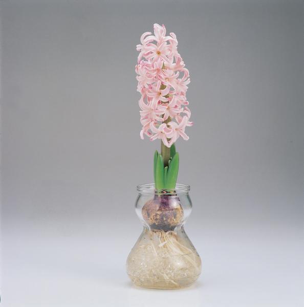 Growing hyacinth bulb in a jar