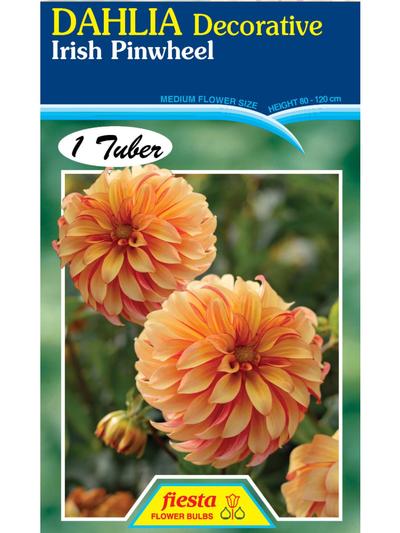 Dahlia Irish Pinwheel Dahlia Irish Pinwheel