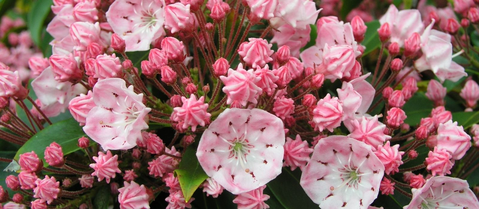 Growing Kalmia Growing Kalmia