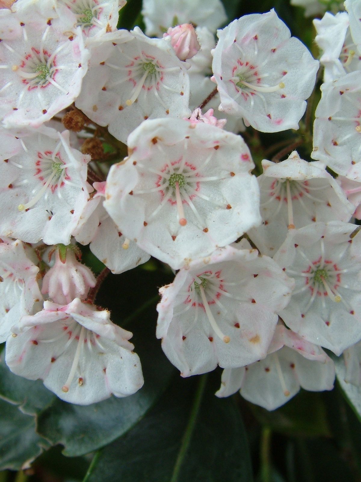 Growing Kalmia