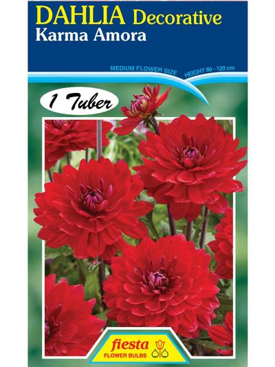 Dahlia Karma Amora Dahlia Karma Amora