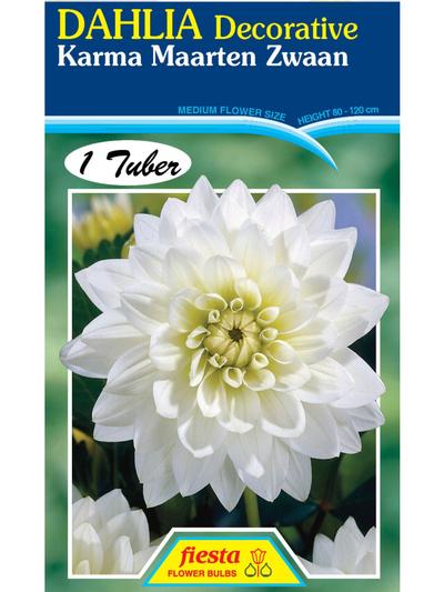 Dahlia Karma Maarten Zwaan Dahlia Karma Maarten Zwaan