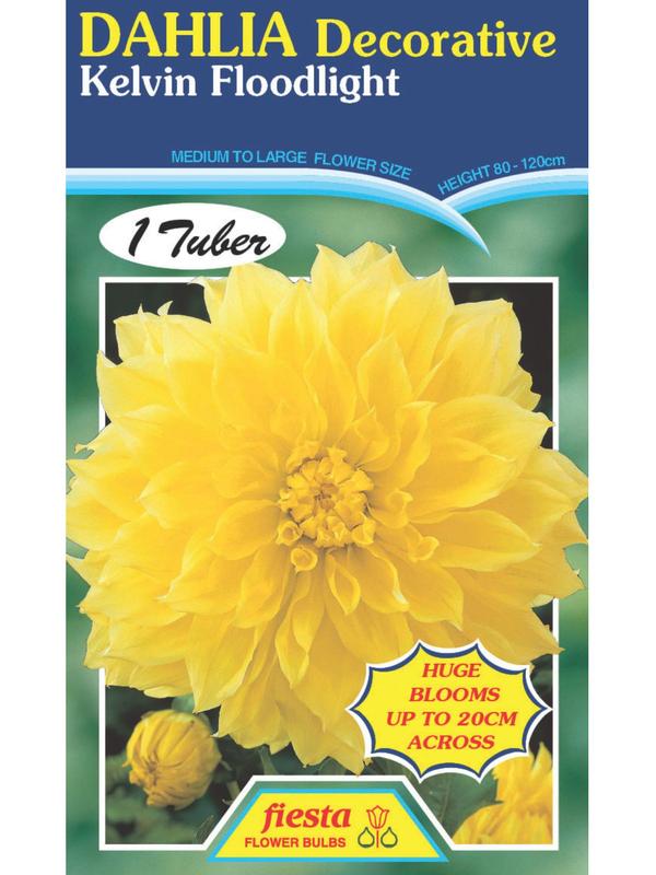 Dahlia Kelvin Floodlight