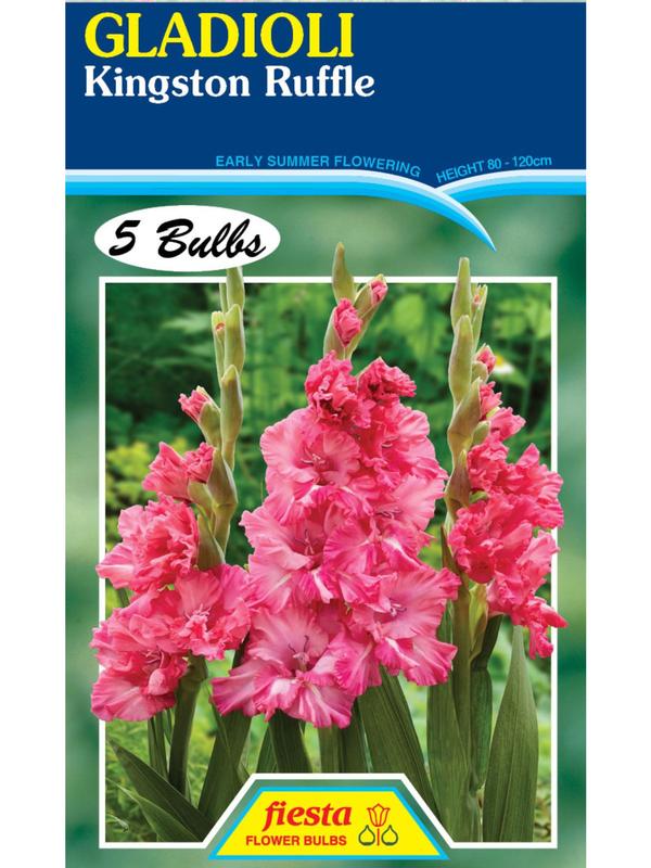 Gladioli Kingston Ruffle