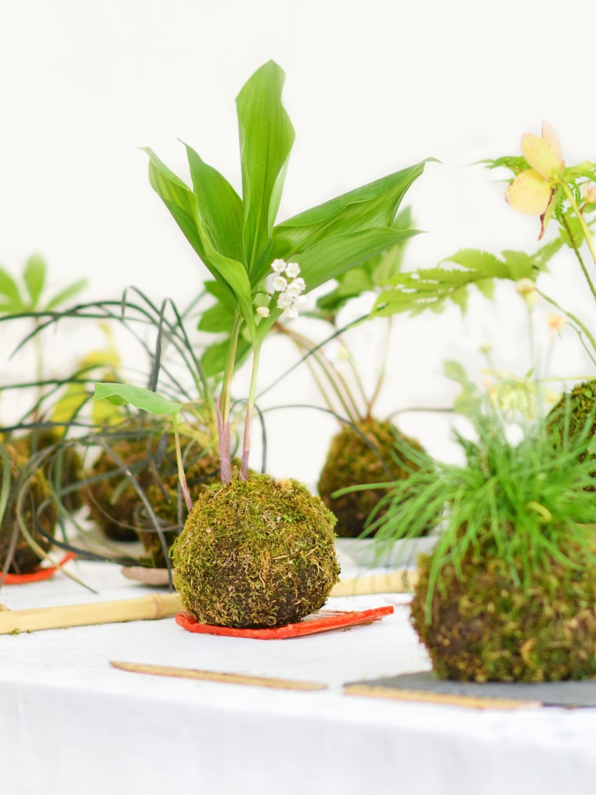 Craft - DIY Kokedama