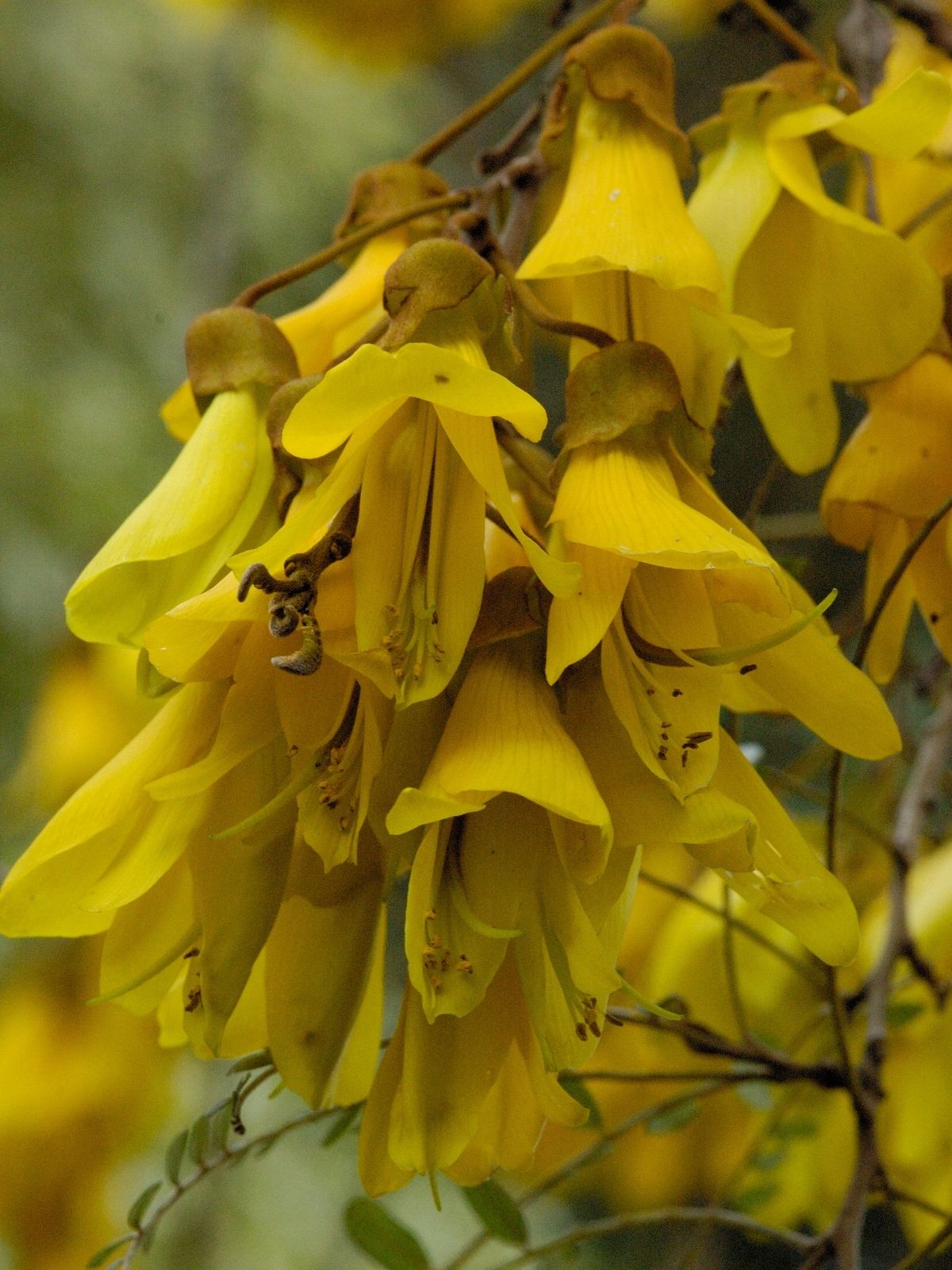 Growing Kōwhai (Sophora)