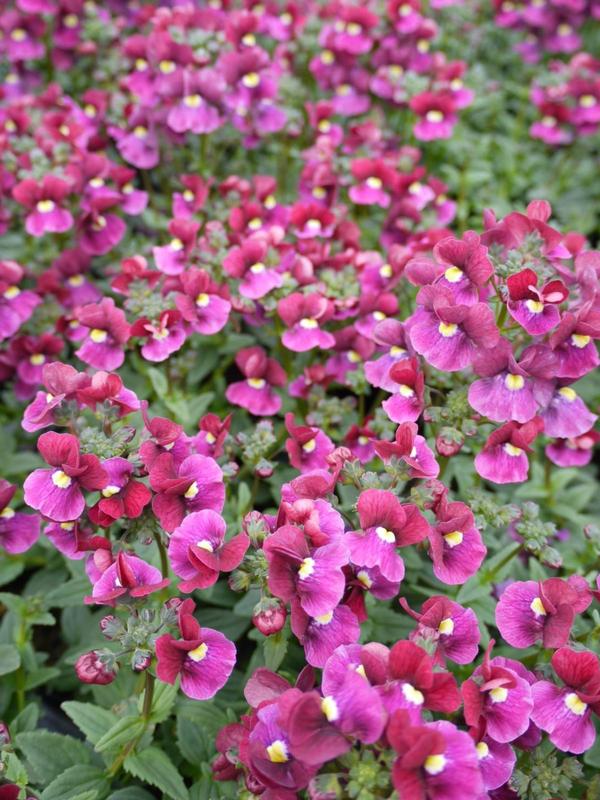Nemesia Bordeaux 9cm