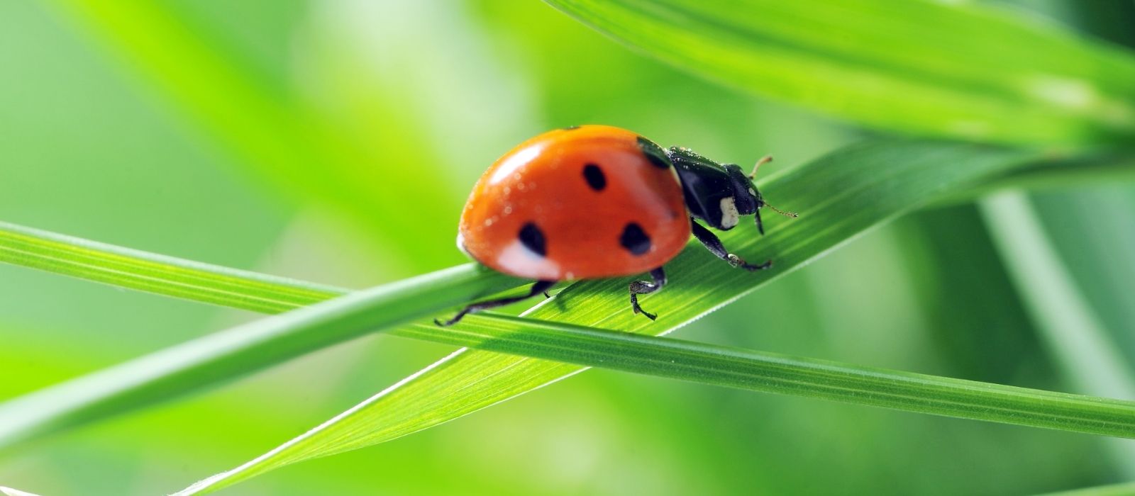 Ladybirds - Natural Predators Ladybirds - Natural Predators