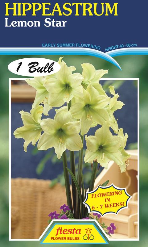 Hippeastrum Lemon Star