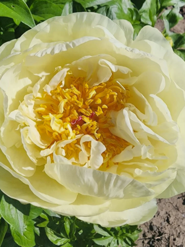 Paeony Lemon Chiffon