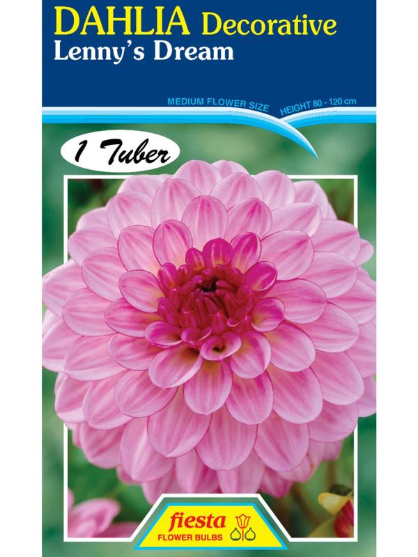 Dahlia Lenny&acute;s Dream