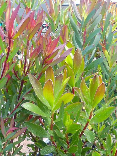 Leucadendron Kilmarnock Assorted 3.5L