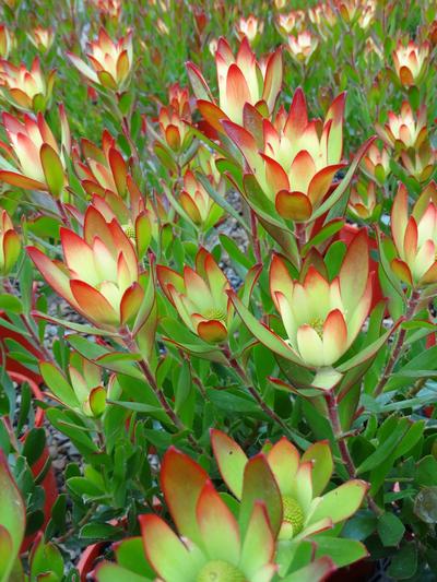 Leucadendron Harvest 1.5L