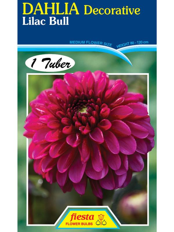 Dahlia Lilac Bull