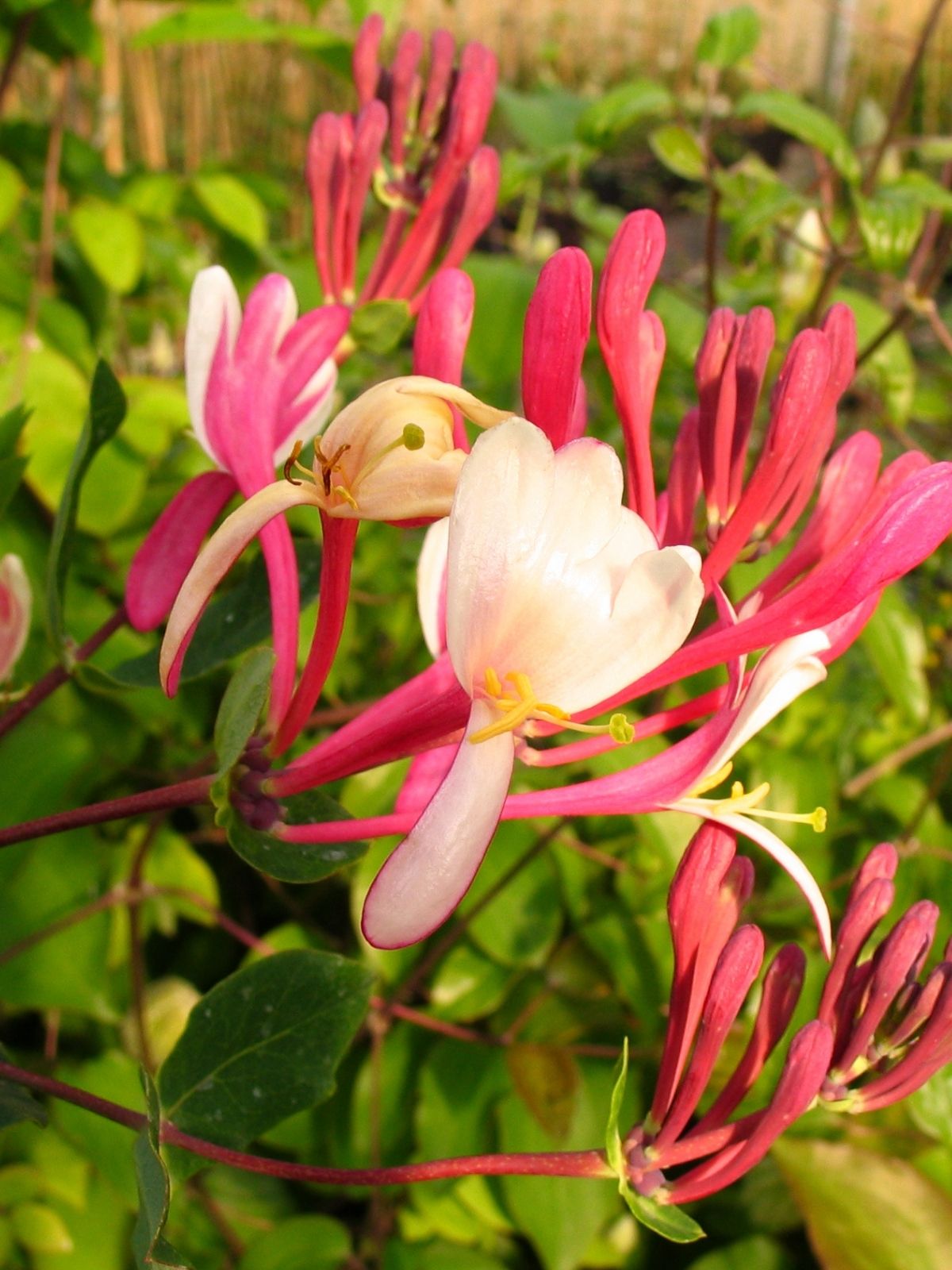 Lonicera - Climbing Honeysuckle