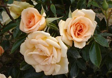 roses, new seasons, Patio Standard Roses