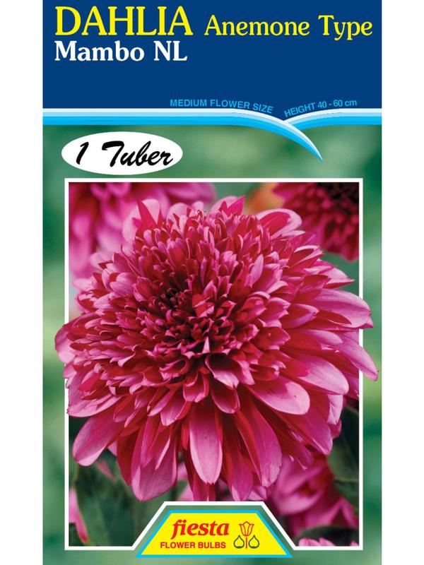 Dahlia Mambo NL