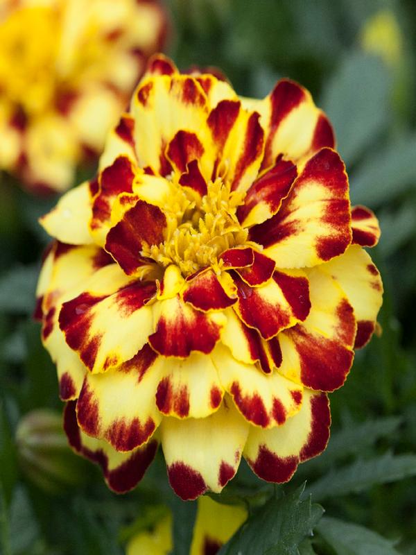 Marigold Vanilla Cream