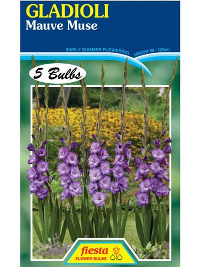 Gladioli Mauve Muse