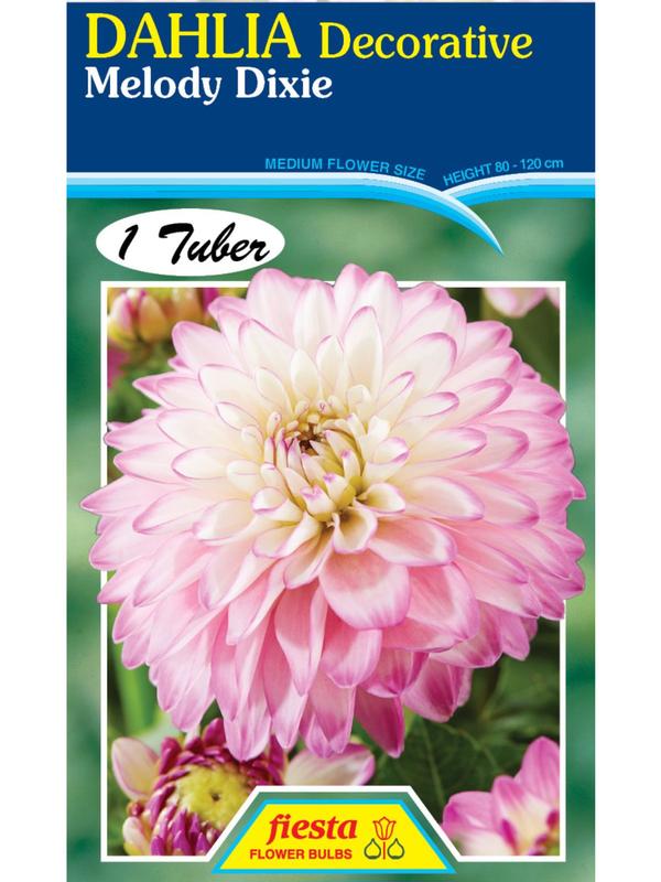Dahlia Melody Dixie