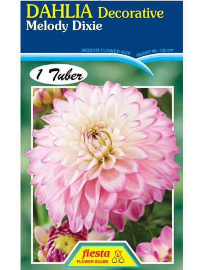 Dahlia Melody Dixie Dahlia Melody Dixie
