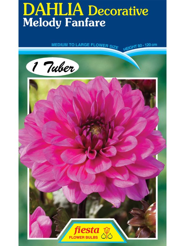 Oderings Garden Centres  Bulbs - Dahlia Melody Fanfare