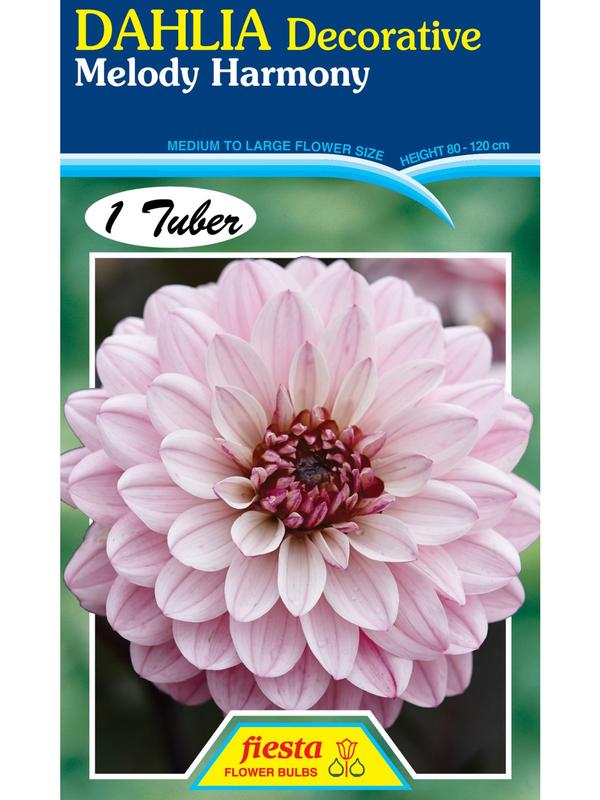Dahlia Melody Harmony