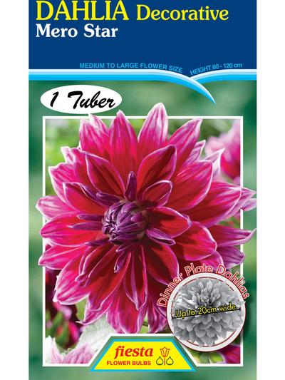 Dahlia Mero Star